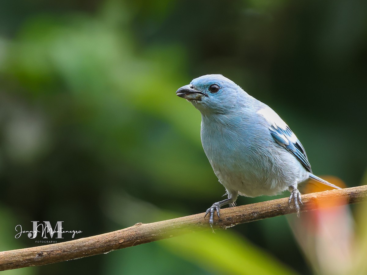 Blue-gray Tanager - ML619941476