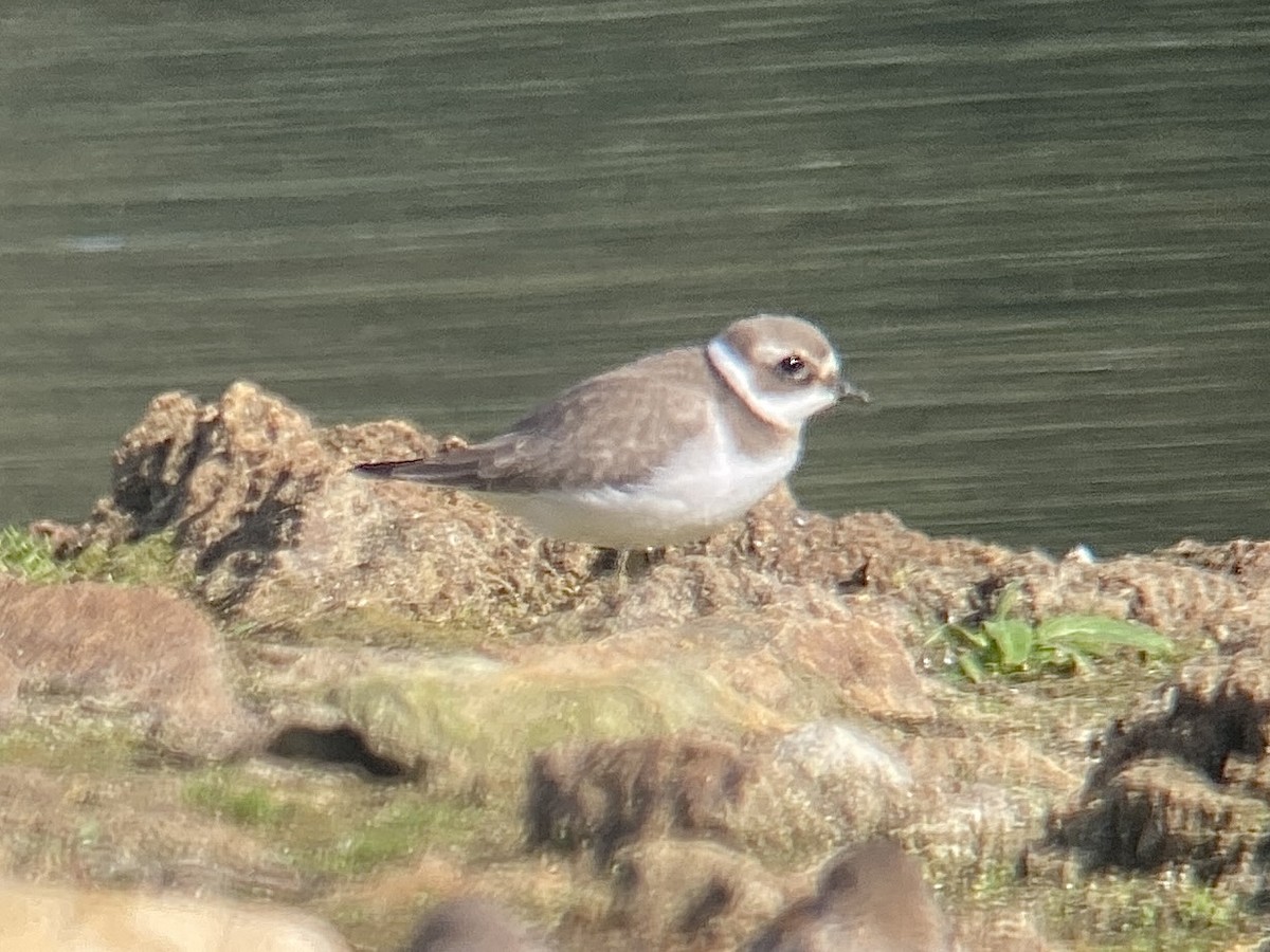 Common Ringed Plover - ML619941485