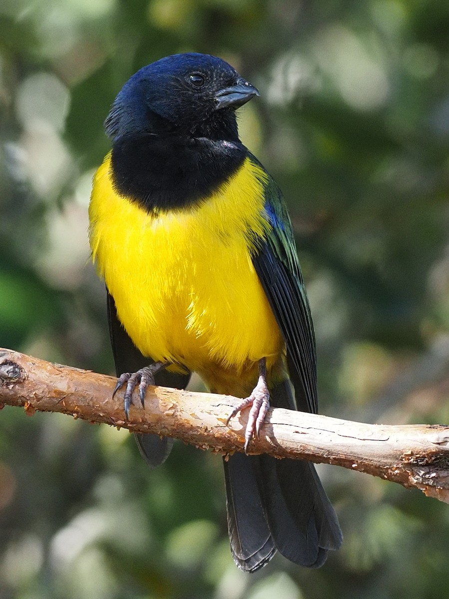 Black-chested Mountain Tanager - ML619941488