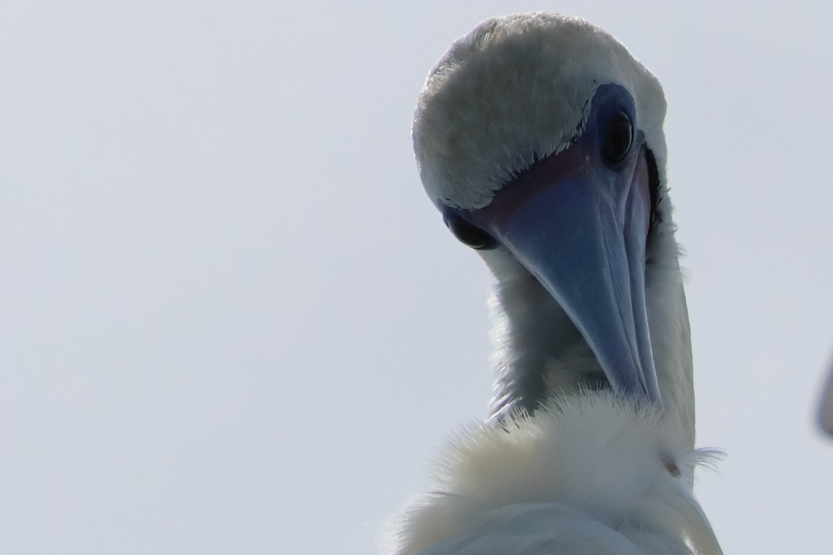 Red-footed Booby - ML619941505