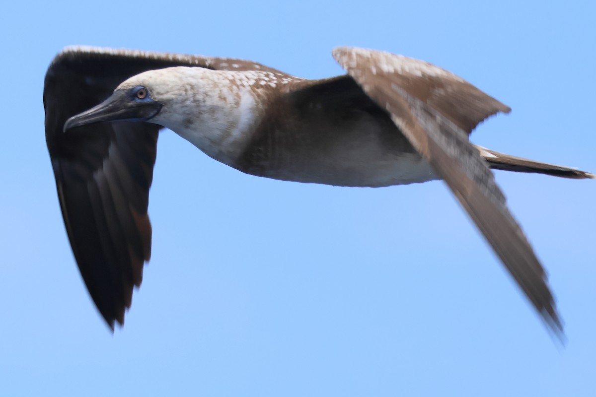 Red-footed Booby - ML619941506