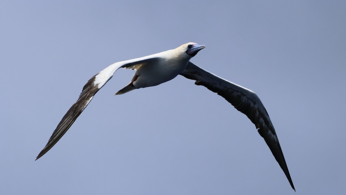 Red-footed Booby - ML619941507