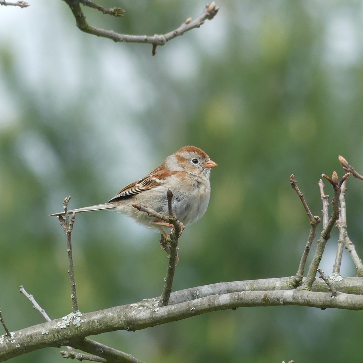 Field Sparrow - ML619941509