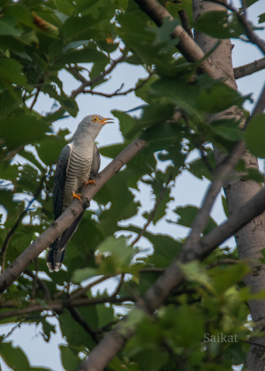 Common Cuckoo - ML619941527