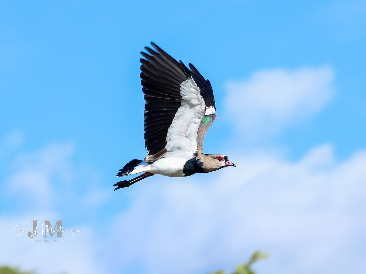 Southern Lapwing - ML619941529