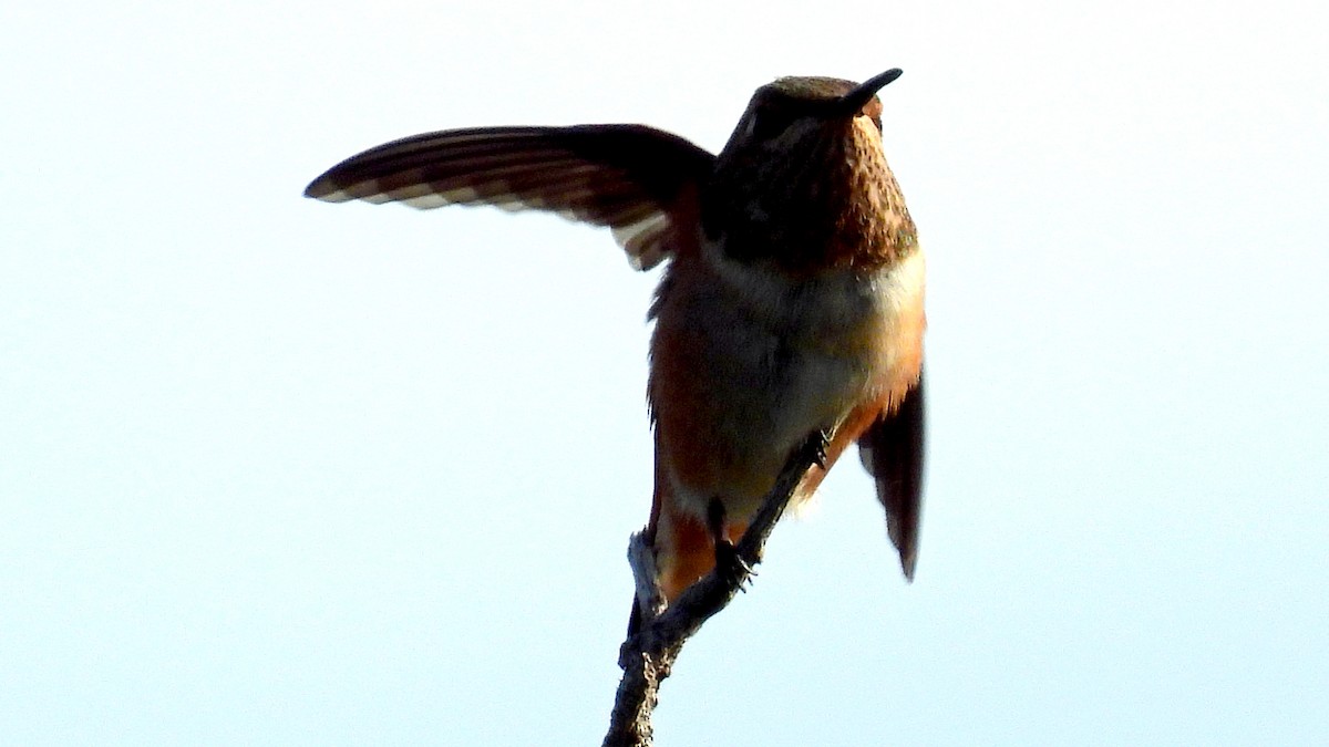 Allen's Hummingbird - ML619941531