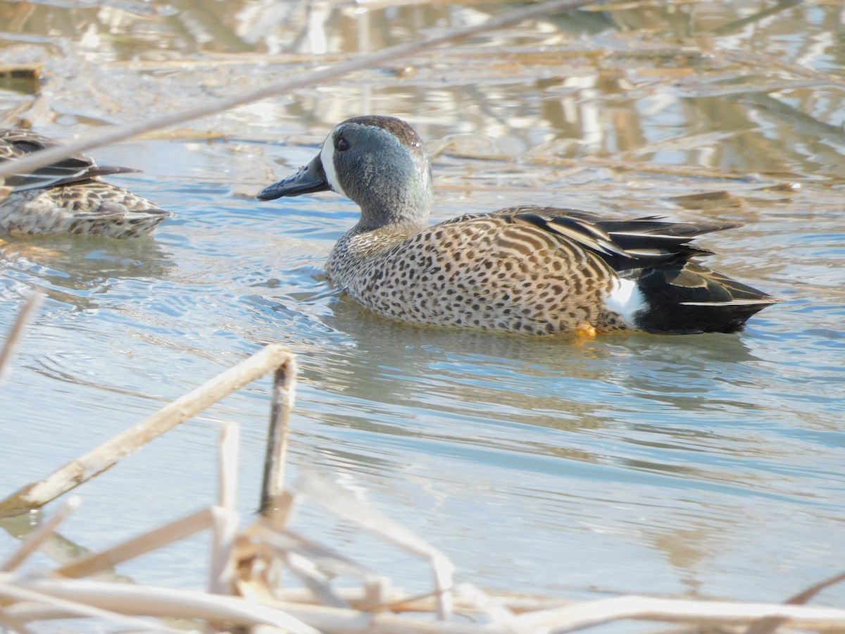 Blue-winged Teal - ML619941535