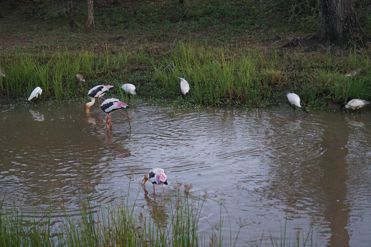 Indian Pond-Heron - ML619941540