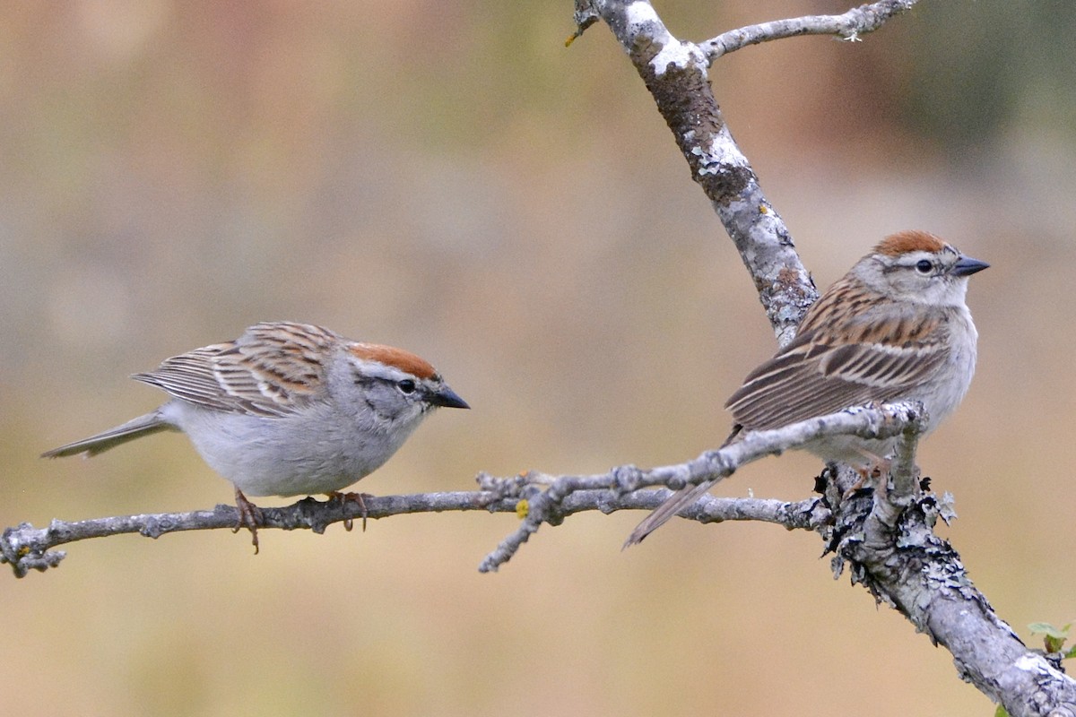 Chipping Sparrow - ML619941544