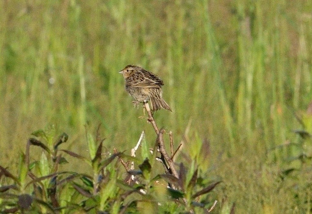 Grasshopper Sparrow - ML619941564