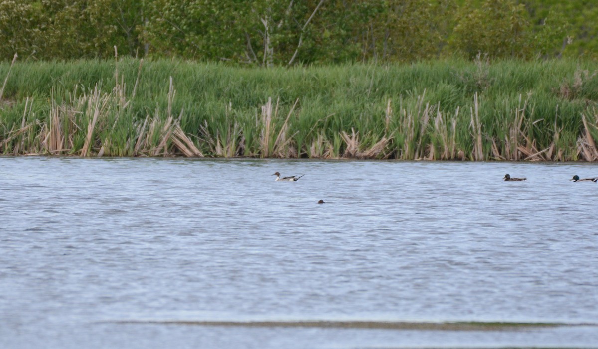 Northern Pintail - ML619941565