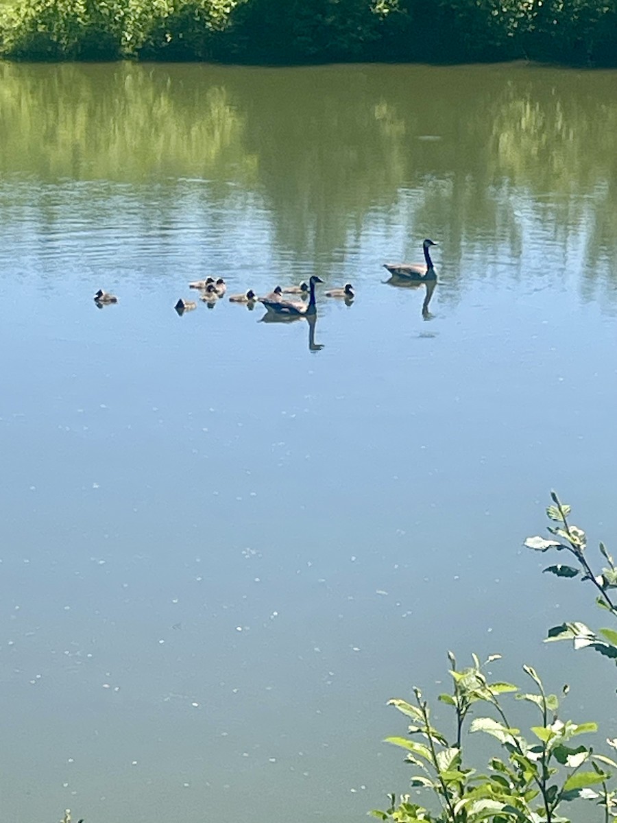 Canada Goose - ML619941576