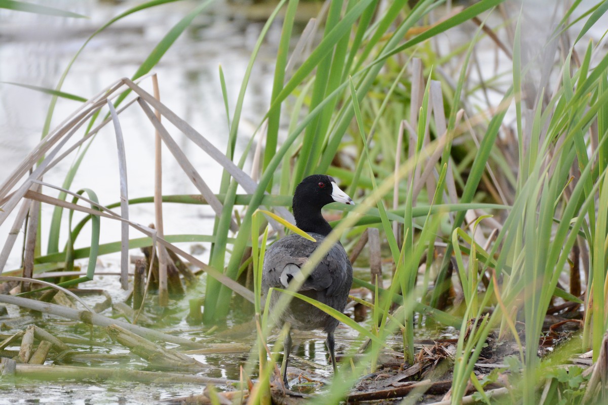 American Coot - ML619941584