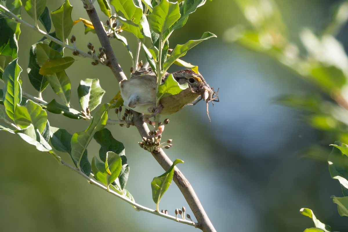 Grasshopper Sparrow - ML619941600