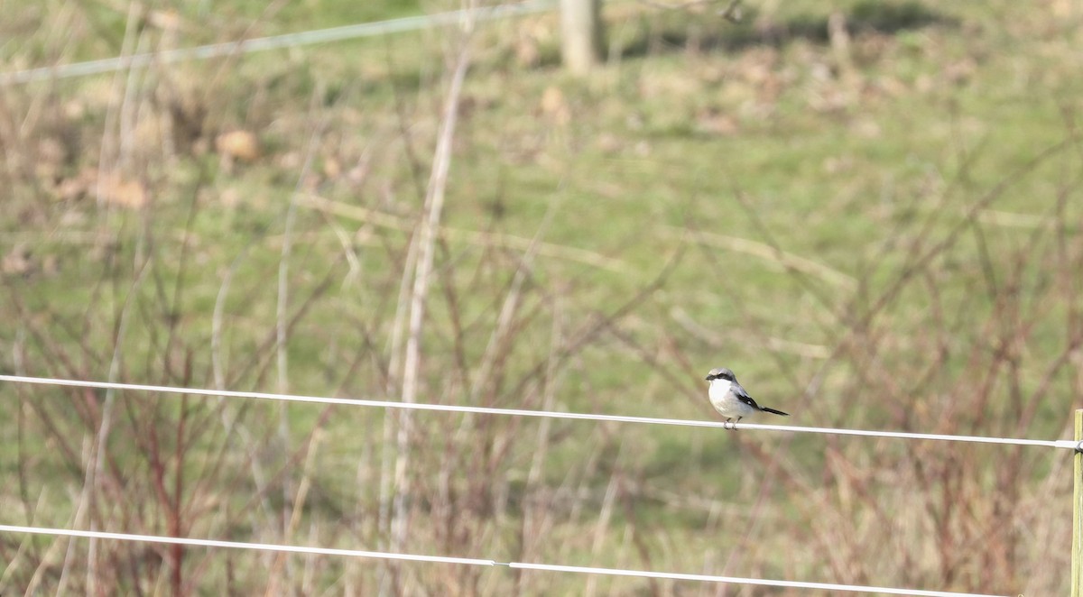 Loggerhead Shrike - ML619941603