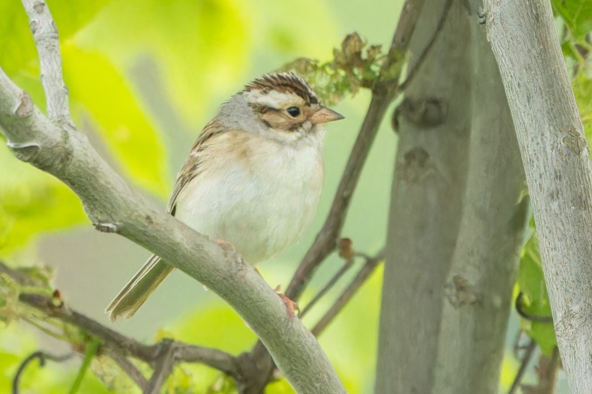 Clay-colored Sparrow - ML619941604