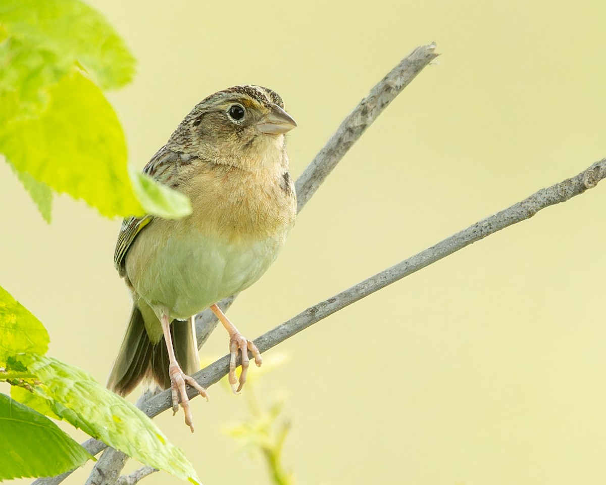Grasshopper Sparrow - ML619941606