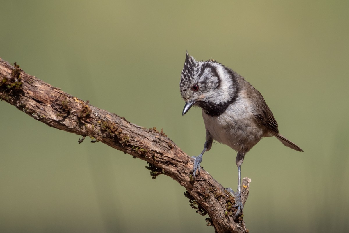 Crested Tit - ML619941615
