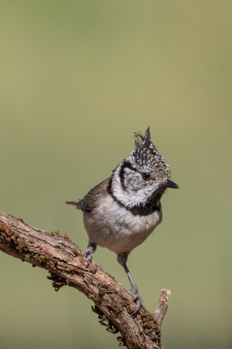 Crested Tit - ML619941624