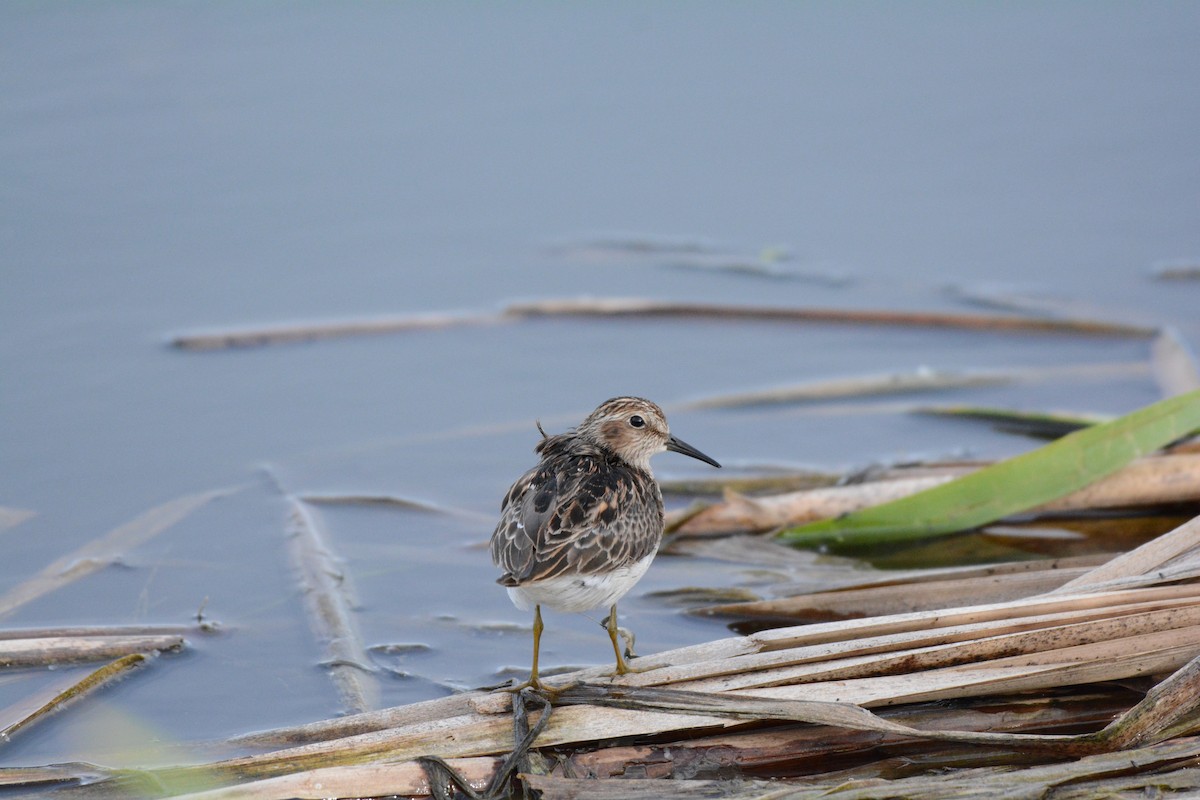 Least Sandpiper - Dany Benoit