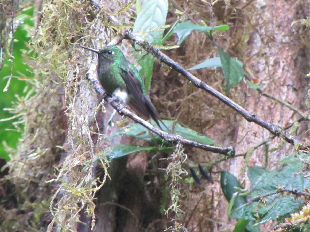 White-booted Racket-tail - ML619941639