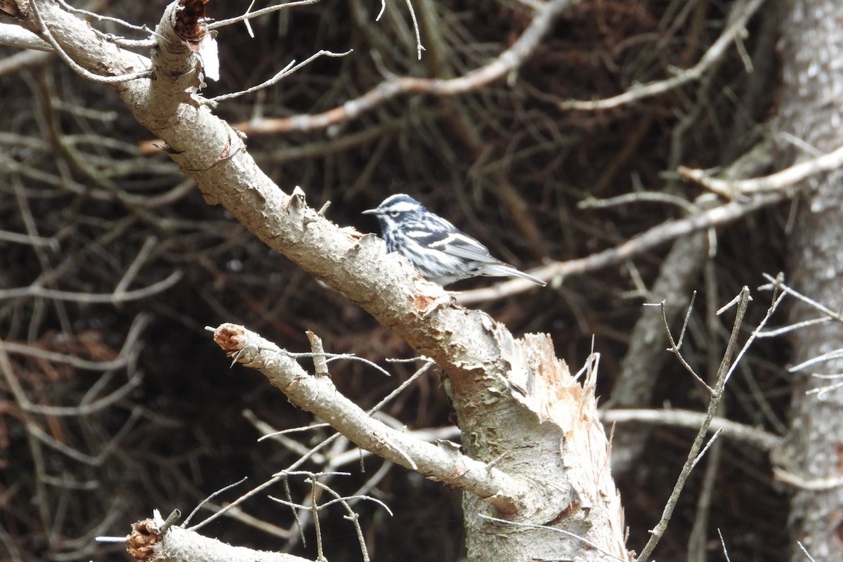 Black-and-white Warbler - ML619941641