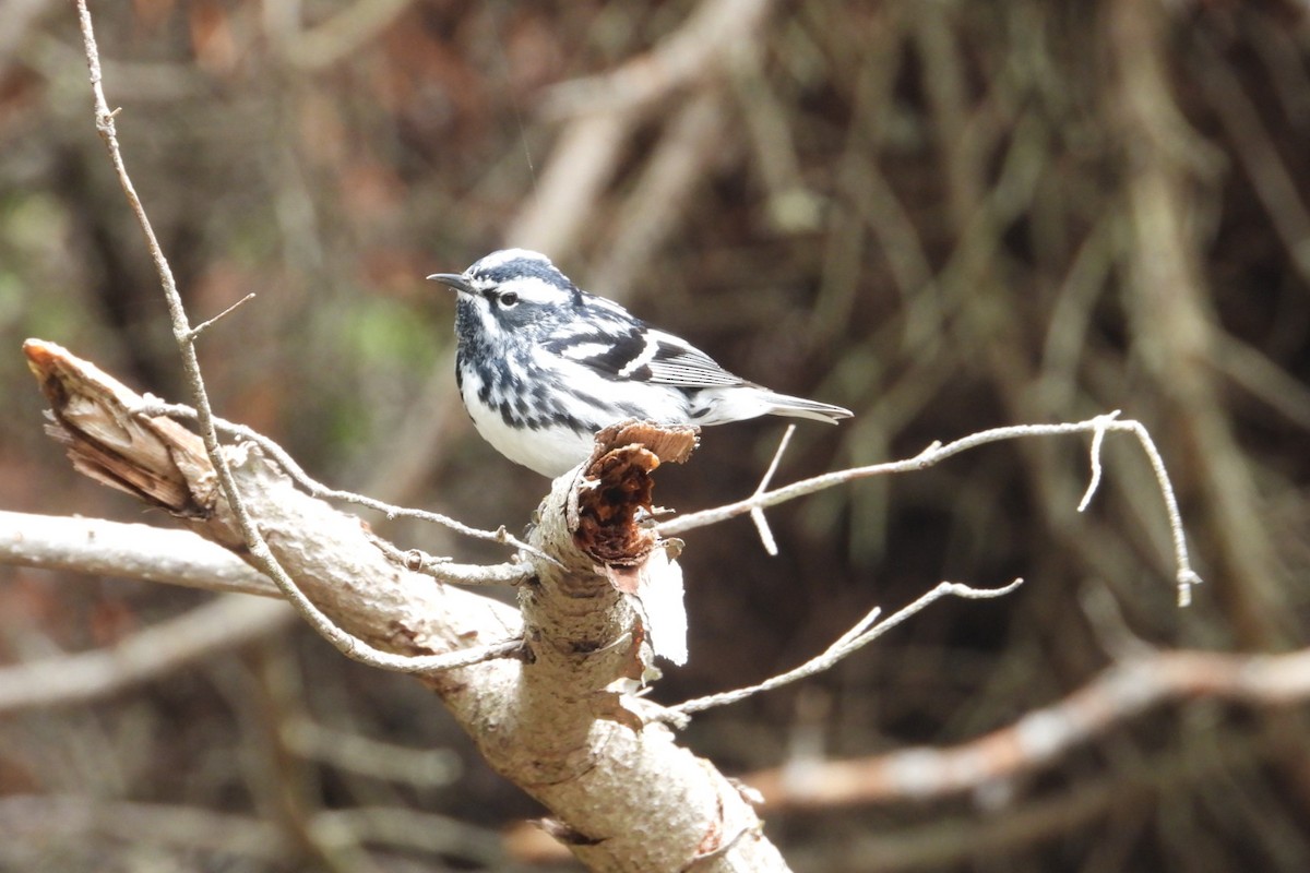 Black-and-white Warbler - ML619941642