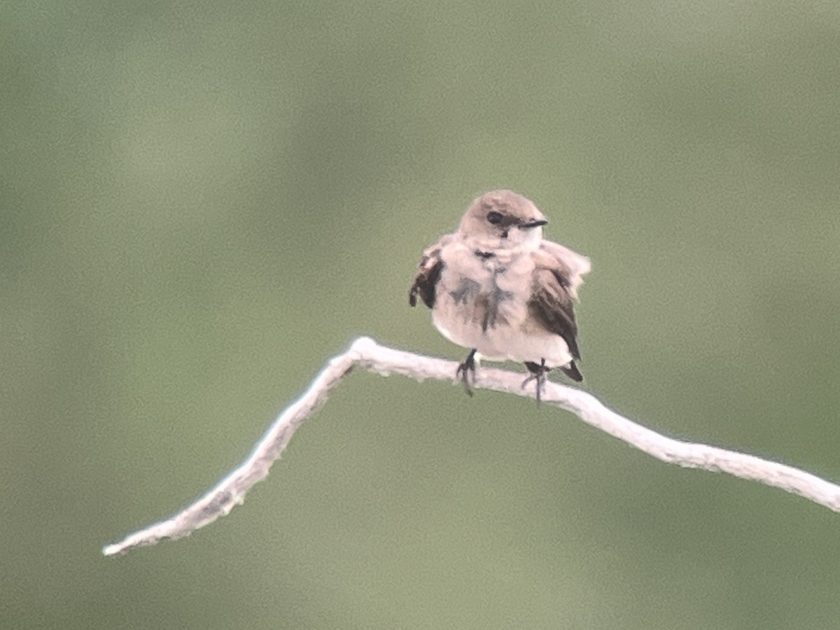 Northern Rough-winged Swallow - ML619941646