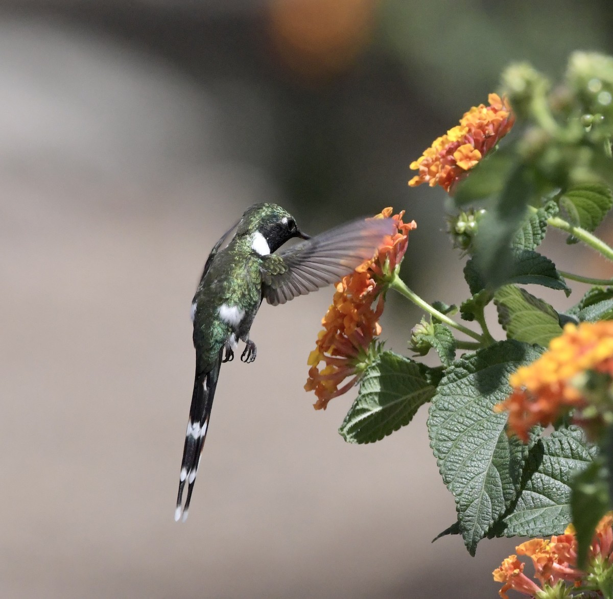 Sparkling-tailed Hummingbird - ML619941650
