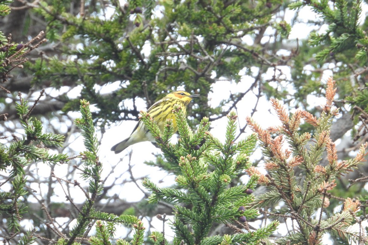Cape May Warbler - ML619941669