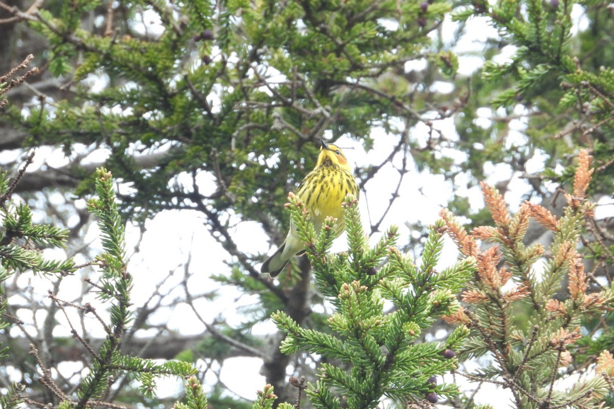 Cape May Warbler - ML619941671