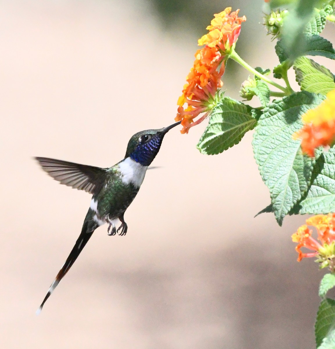 Sparkling-tailed Hummingbird - ML619941678