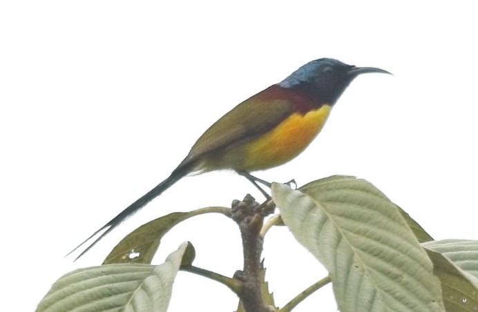 Green-tailed Sunbird - ML619941684