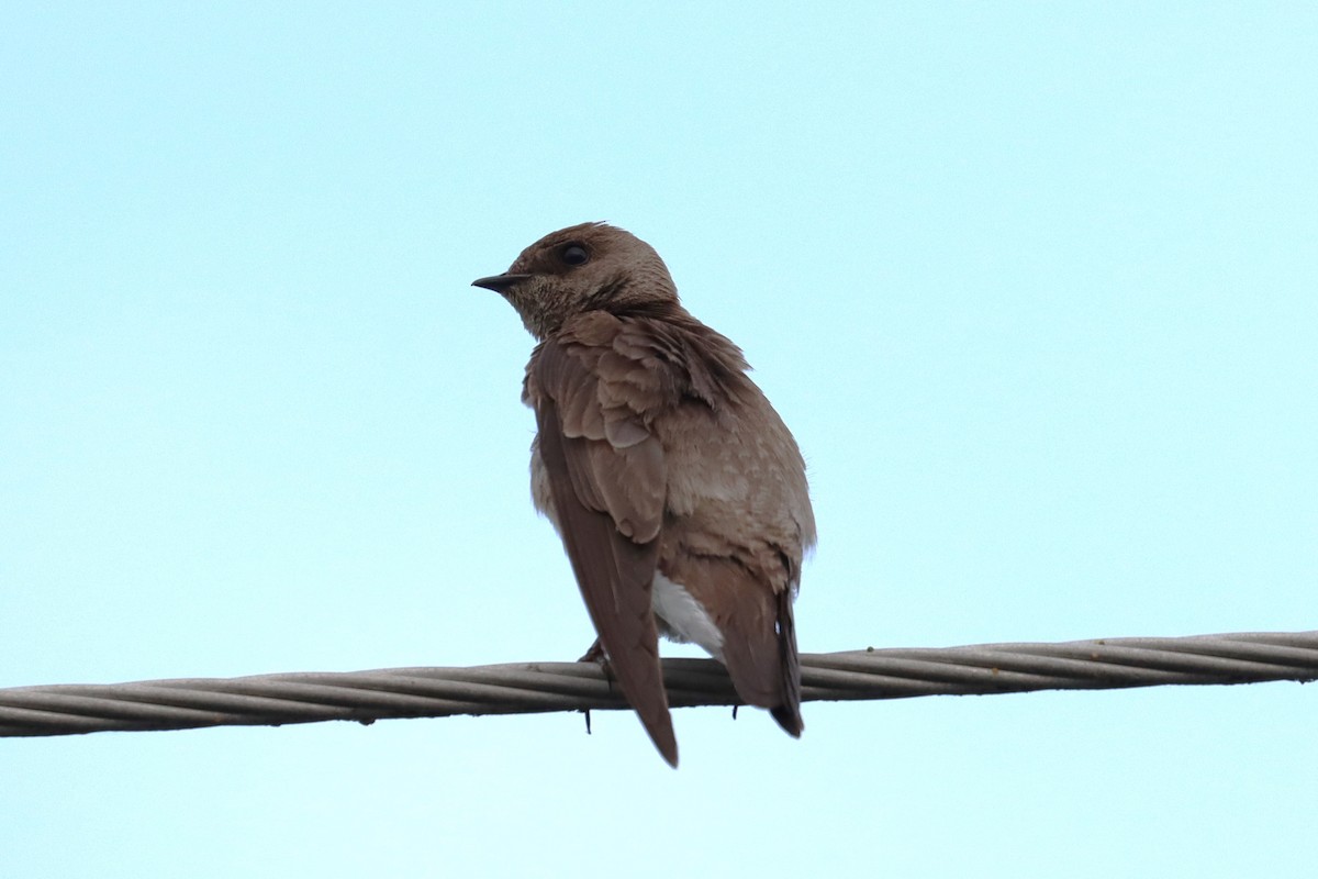 Northern Rough-winged Swallow - ML619941685