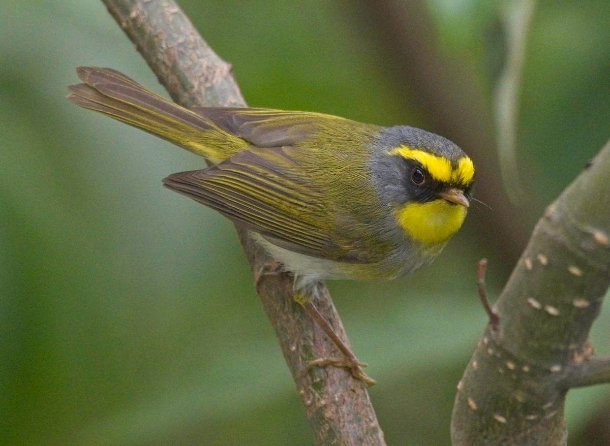 Mosquitero Carinegro - ML619941695