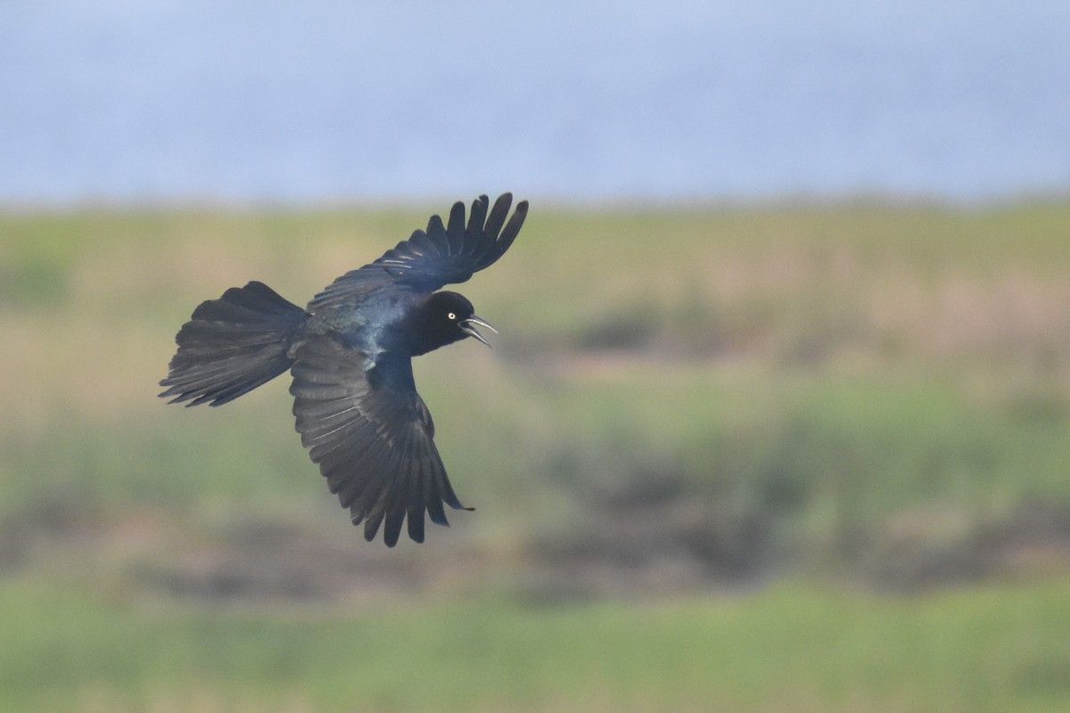 Boat-tailed Grackle - ML619941702
