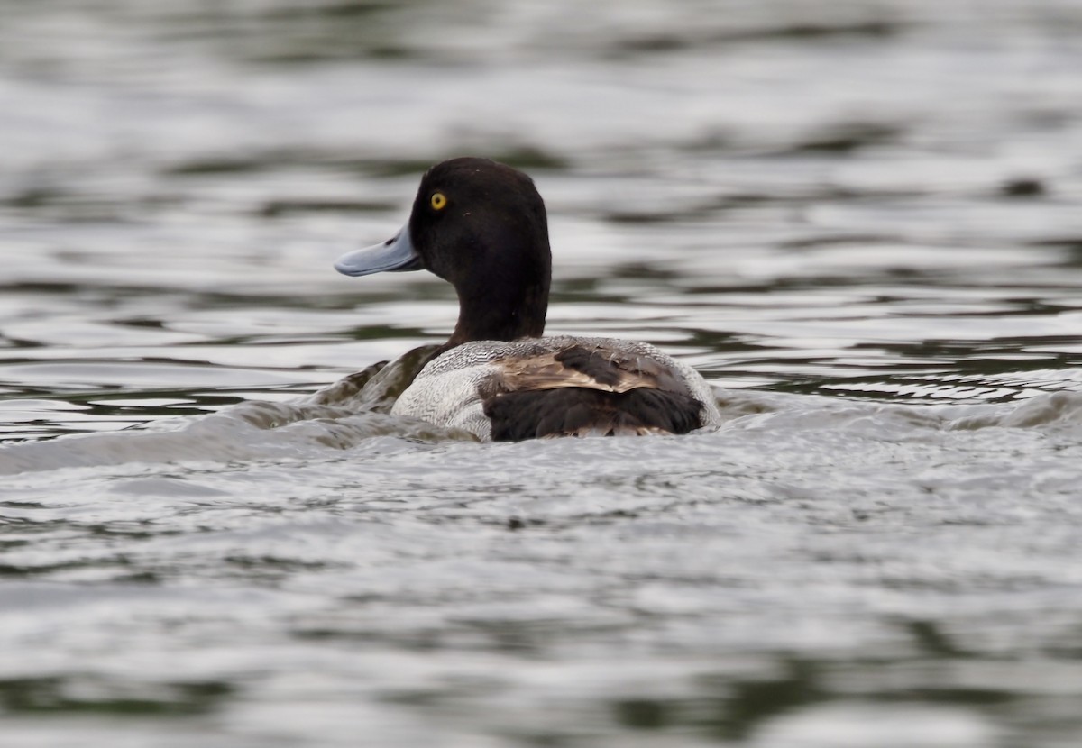 Greater Scaup - ML619941703
