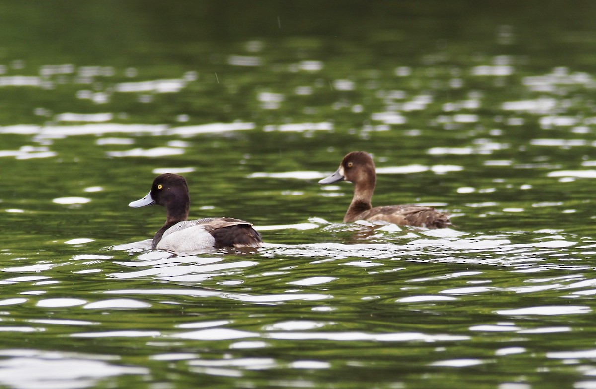 Greater Scaup - ML619941704