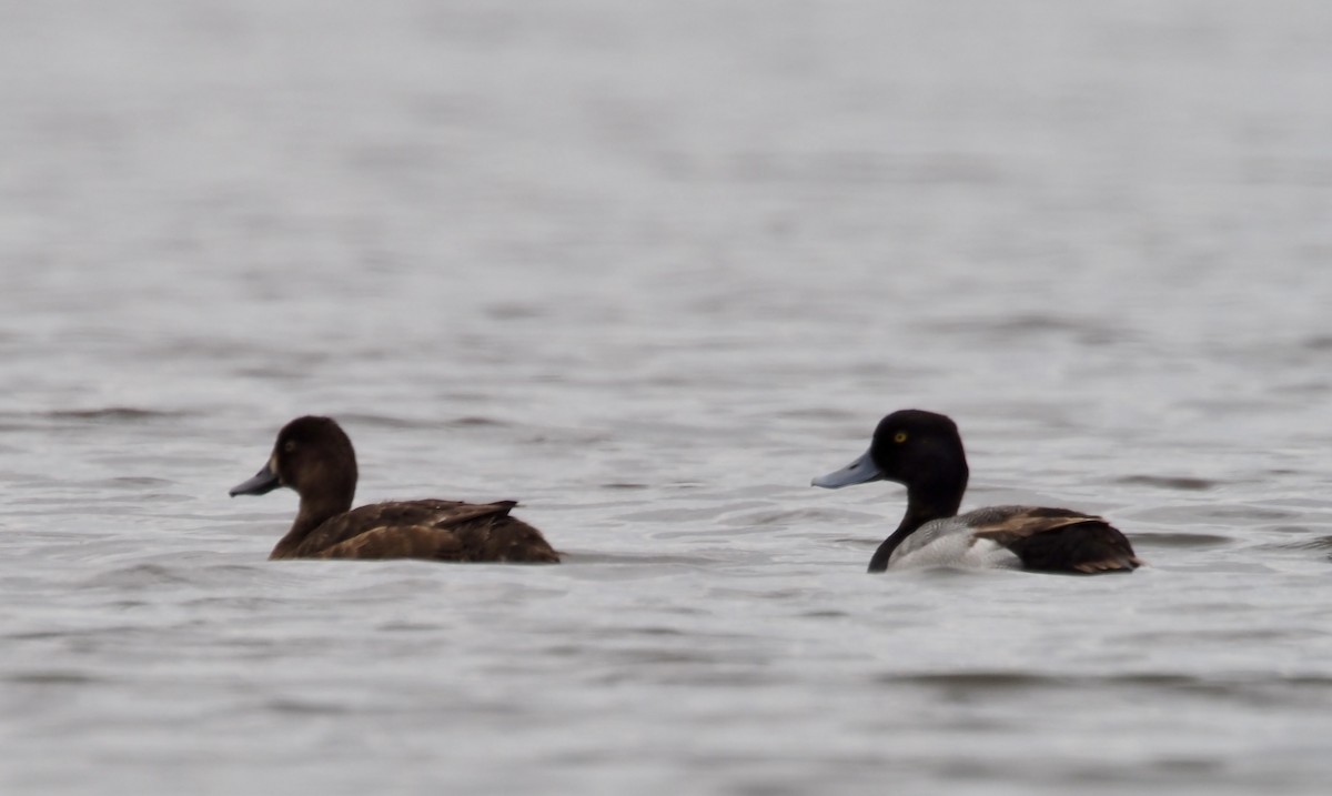 Greater Scaup - ML619941705