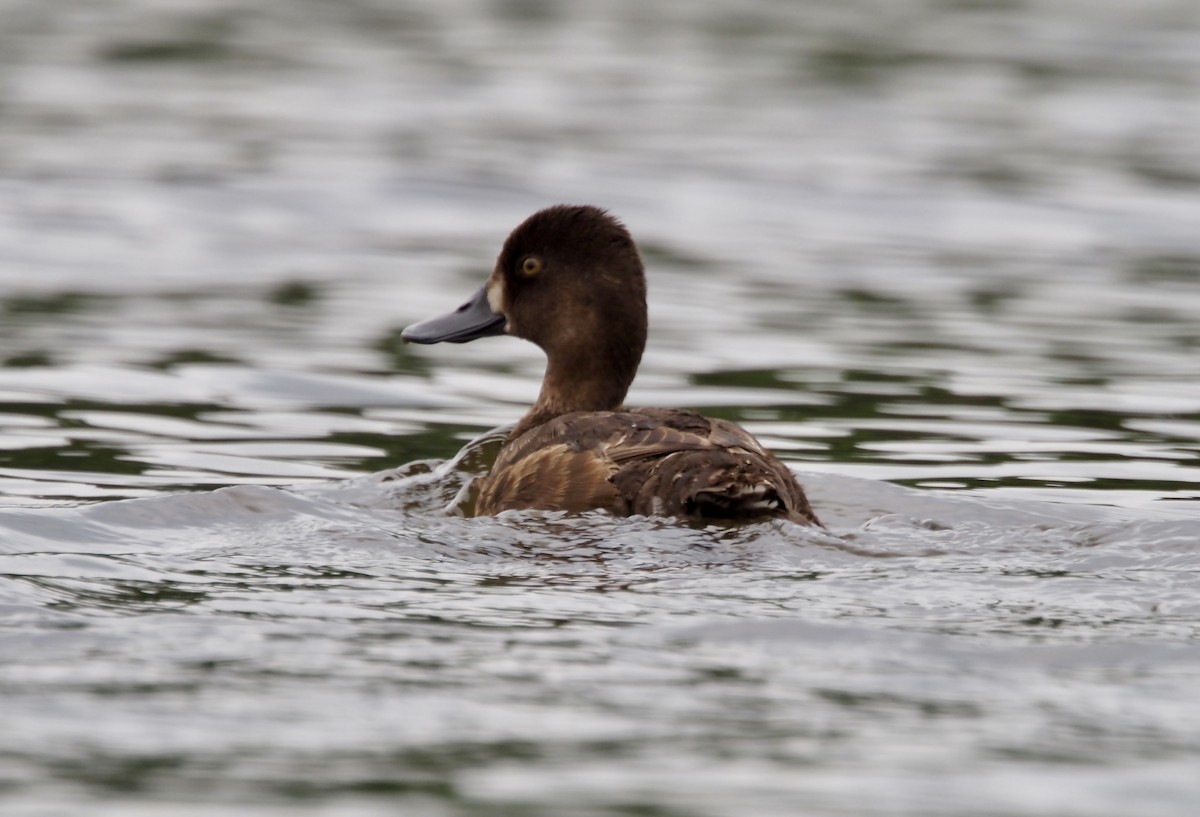 Greater Scaup - ML619941706