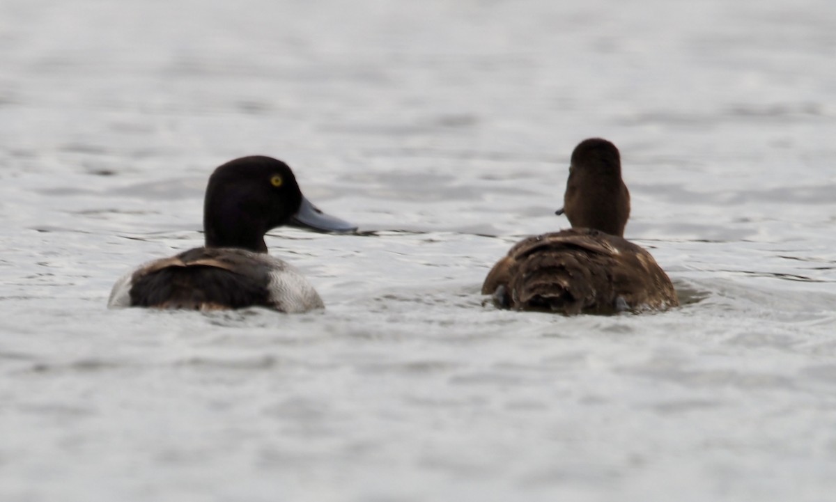 Greater Scaup - ML619941707