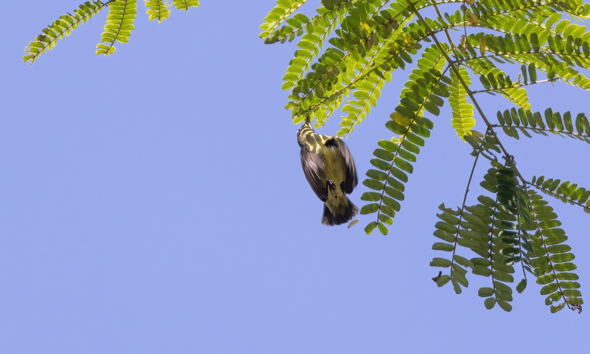 Metallic-winged Sunbird - ML619941716