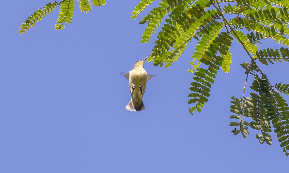 Metallic-winged Sunbird - Paul Fenwick