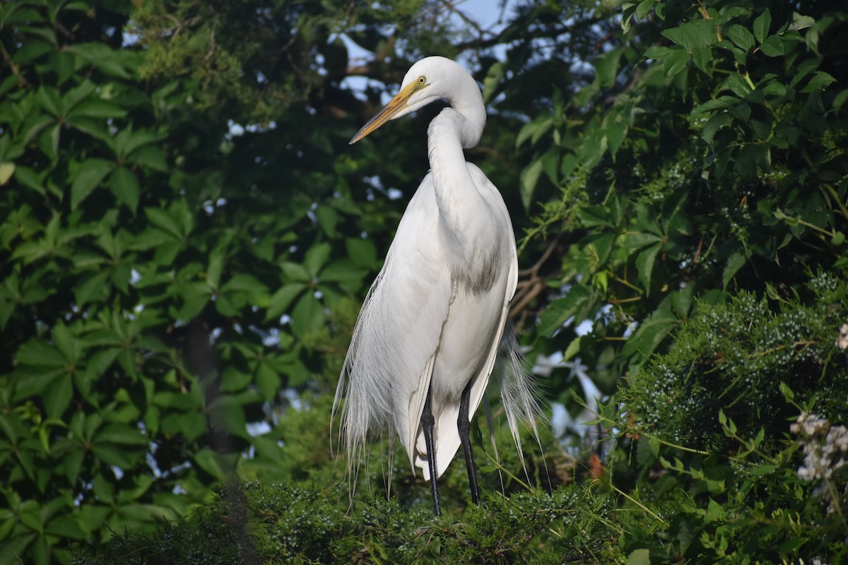 Great Egret - ML619941719