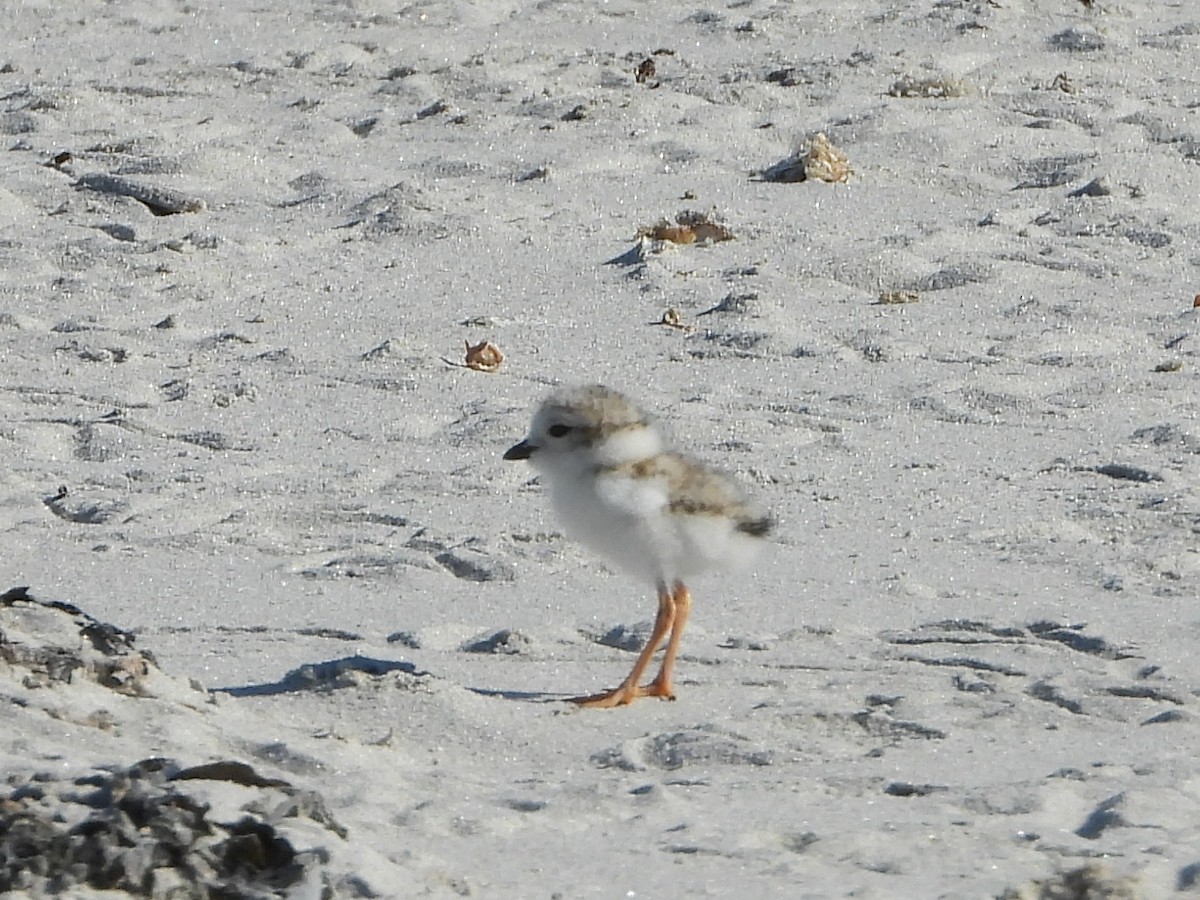 Piping Plover - ML619941723