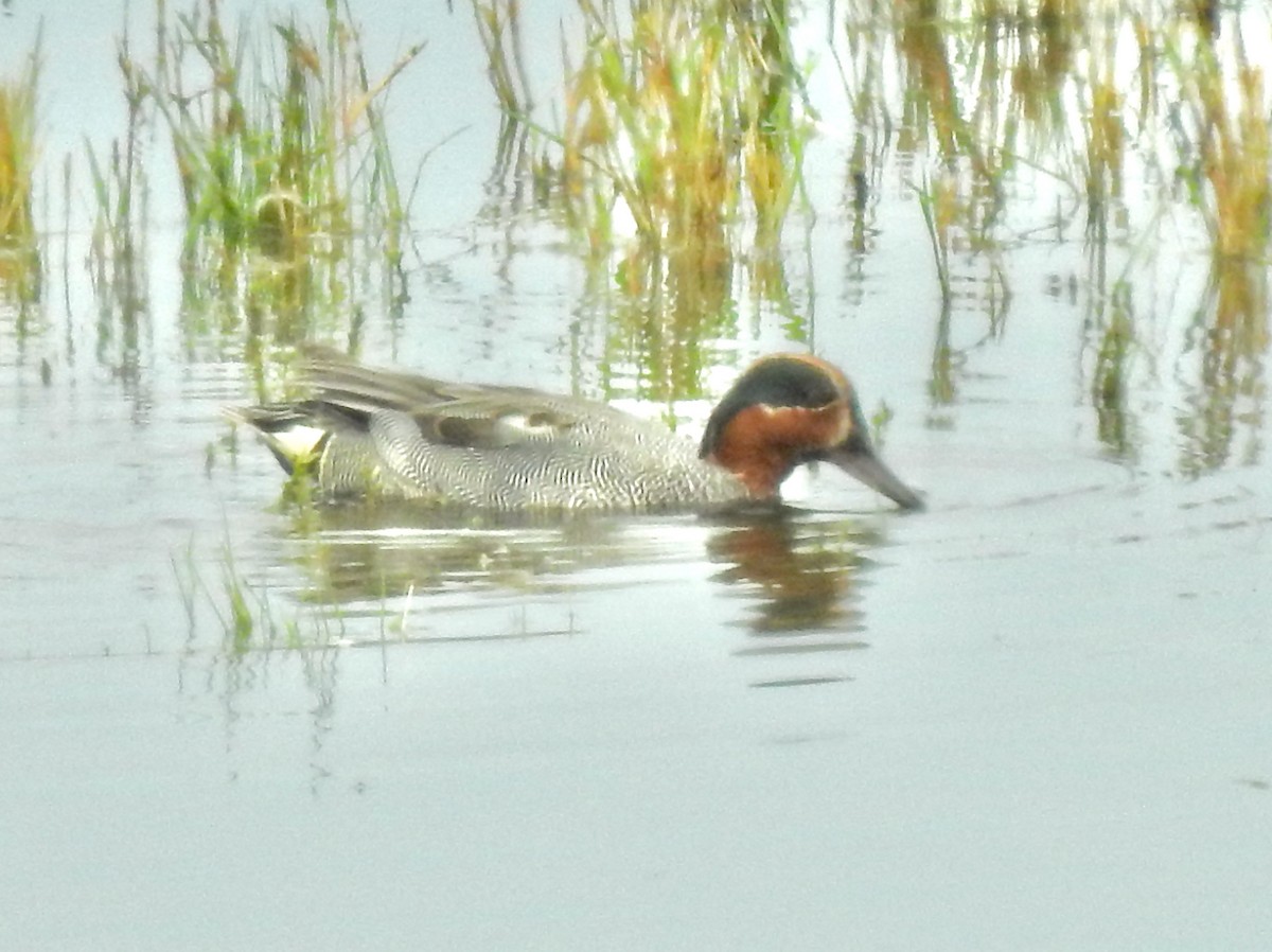 Green-winged Teal - ML619941729