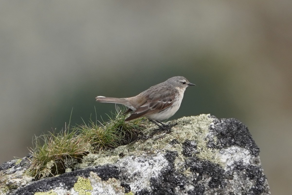 Water Pipit - ML619941751