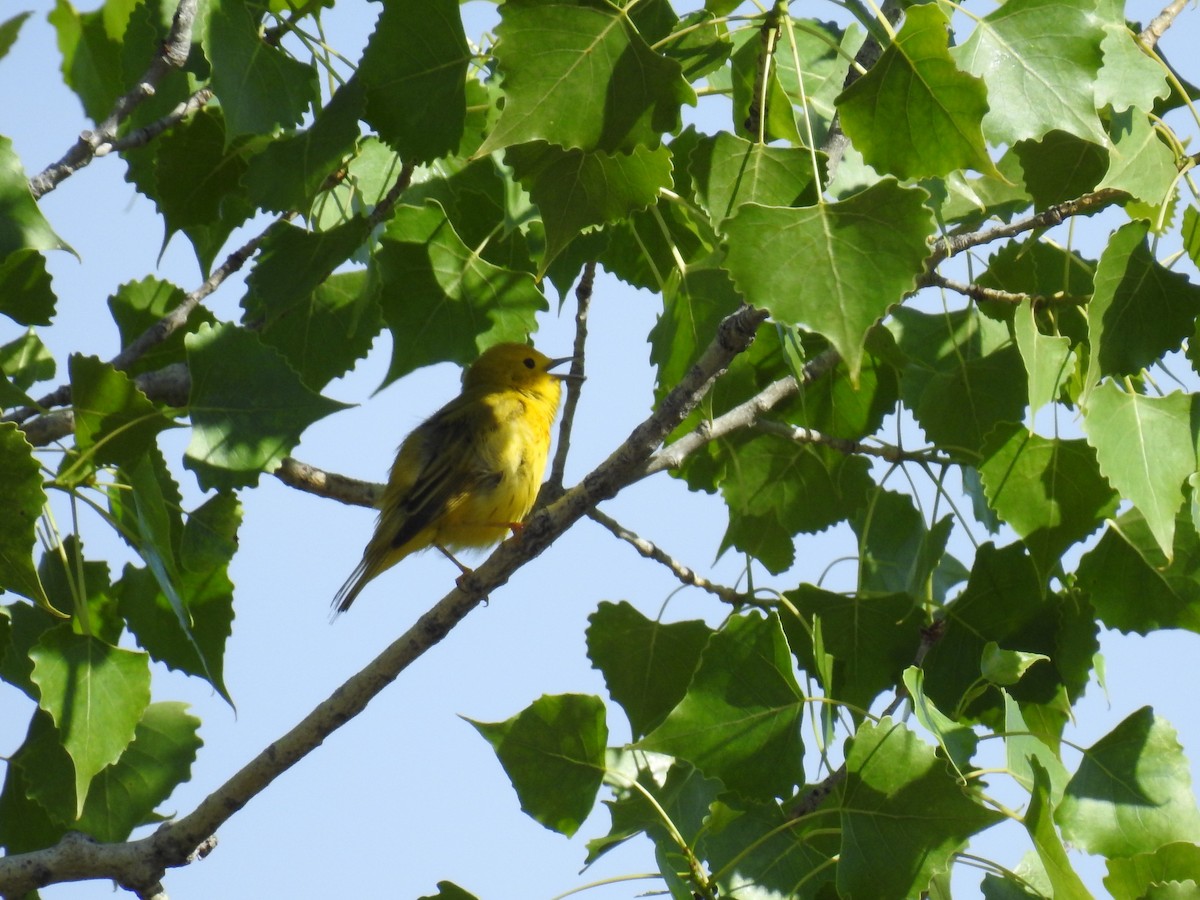 Yellow Warbler - ML619941759