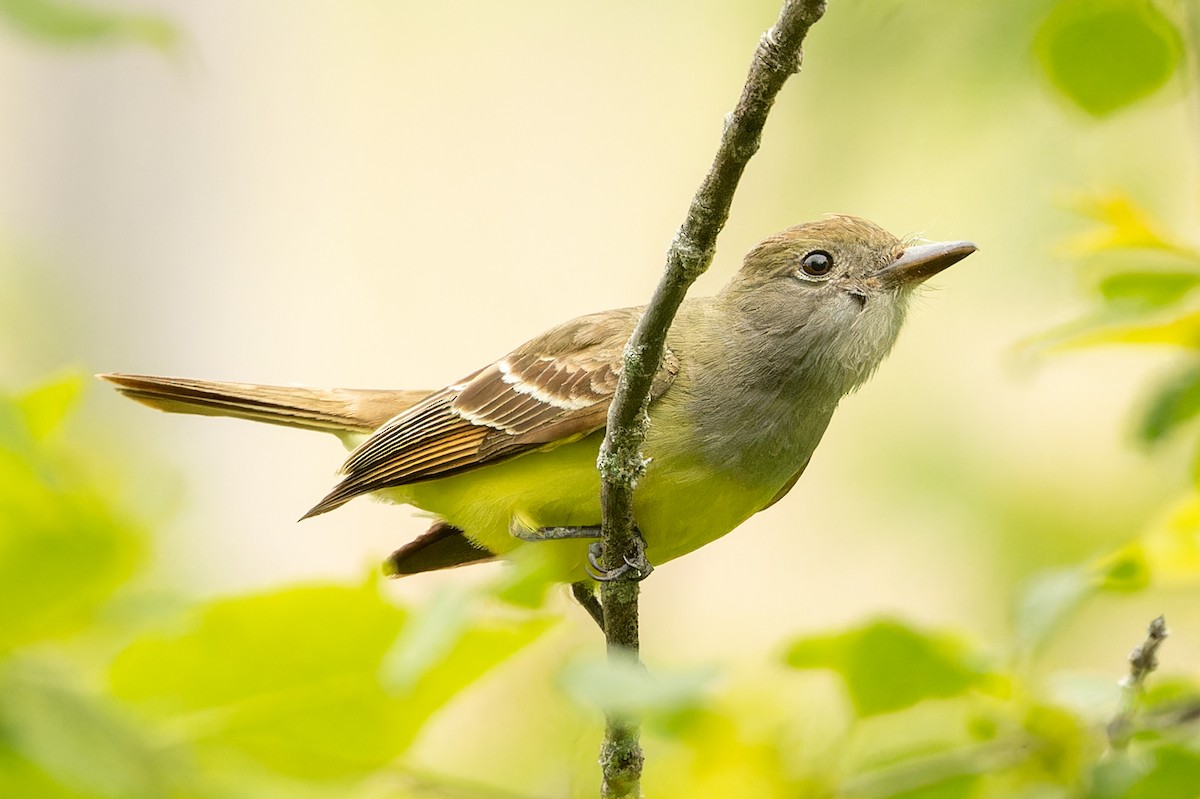 Great Crested Flycatcher - ML619941760