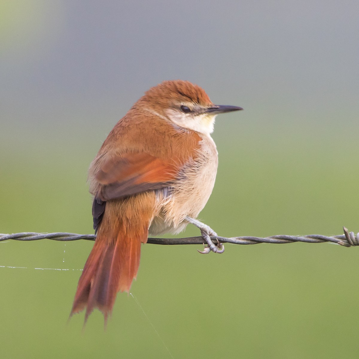 Yellow-chinned Spinetail - ML619941765